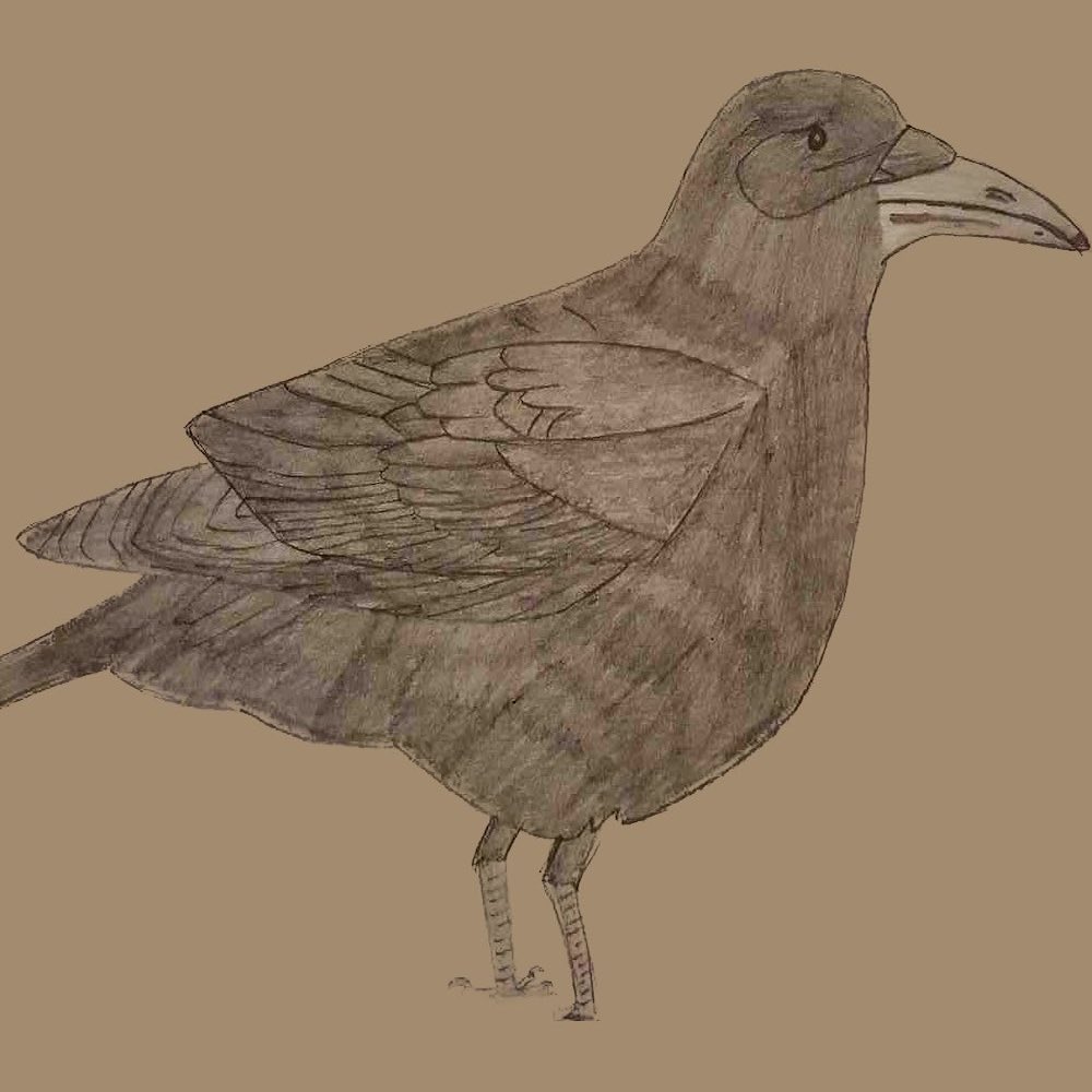 Pencil drawing of a crow