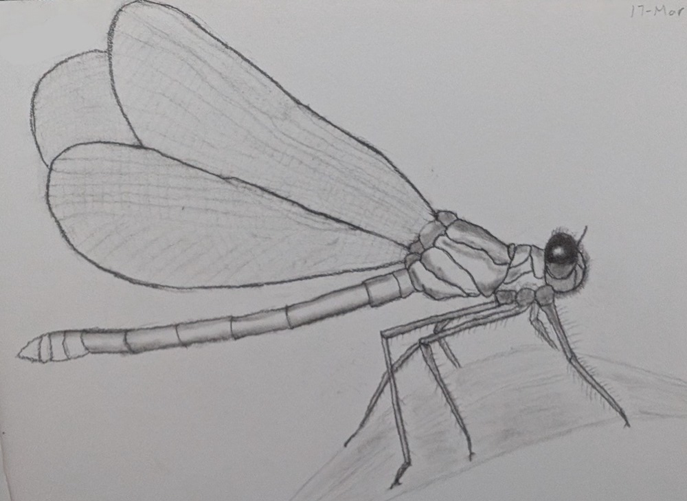Mayfly Pencil Sketch