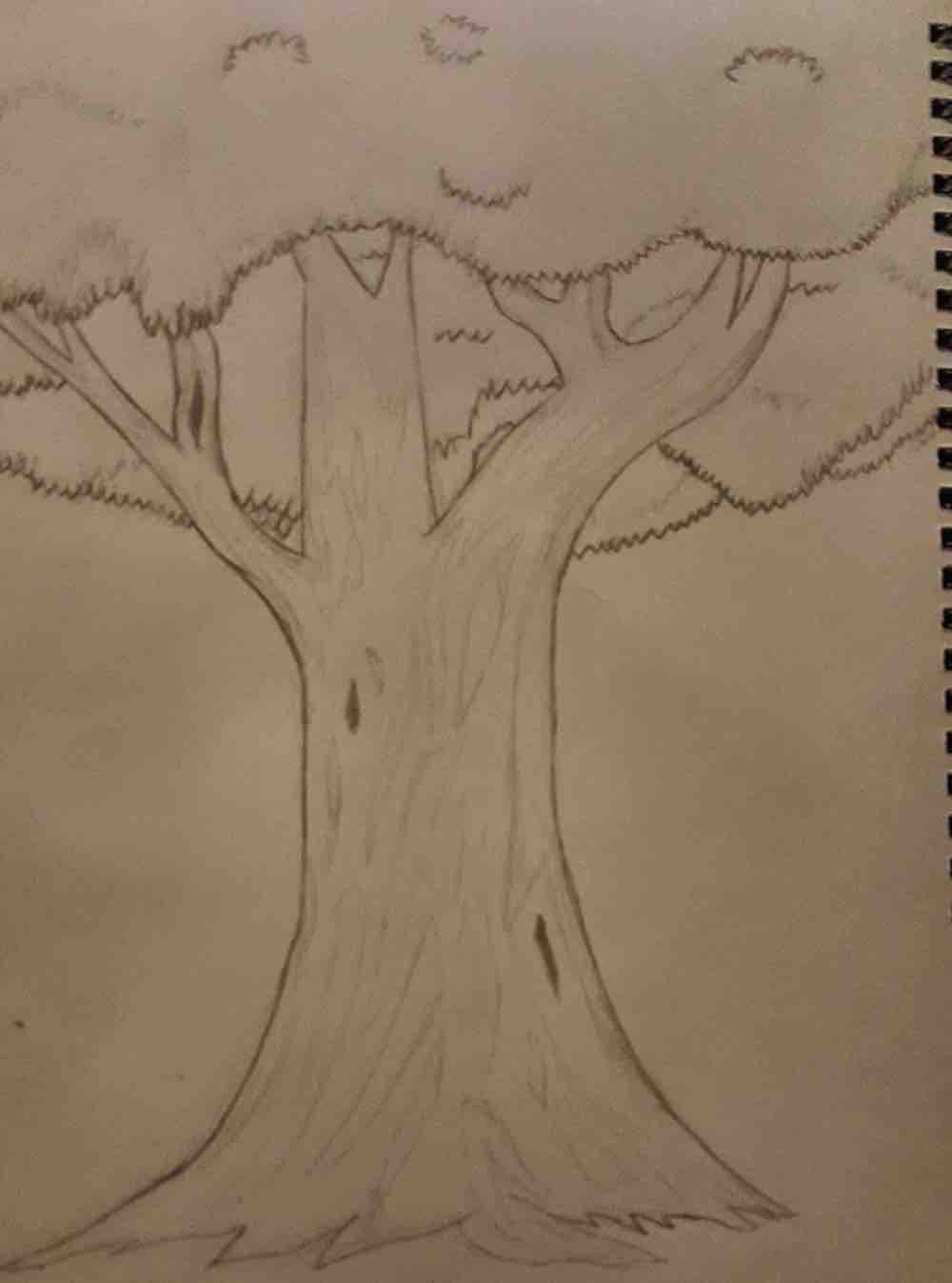 Pencil drawing of a tree